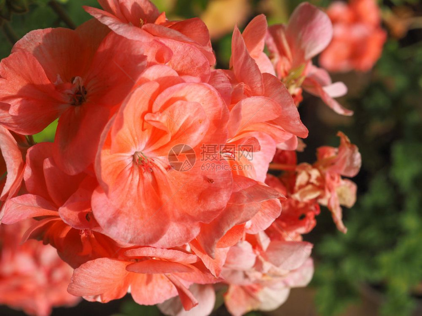 粉红色Geranialesaka起重架花朵选择聚焦点粉红色花选择聚焦点图片