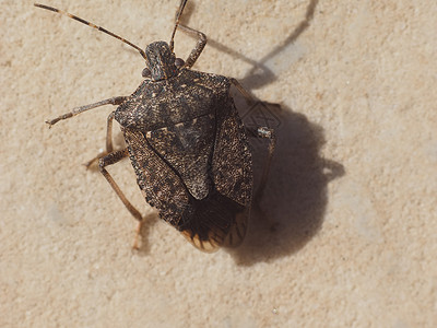 棕色锯齿臭虫Halyodorphanaharlys昆虫动物图片