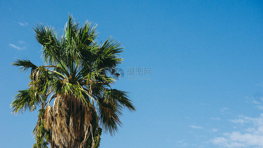 蓝色天空上的棕榈树阿勒卡塞亚有复制空间蓝色天上的棕榈树图片