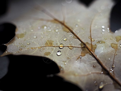 秋天有选择地关注的落叶上雨滴树叶有选择地关注的雨滴图片