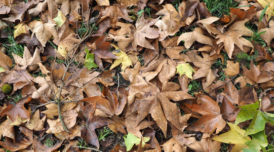 秋天的落叶在一片草地上有用作为背景秋天的落叶背景图片