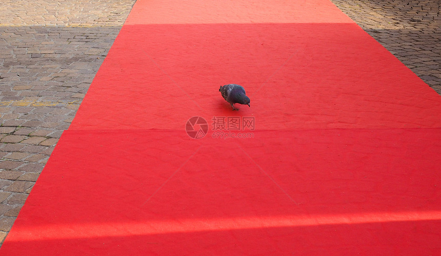 红地毯上的鸽子图片