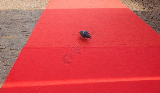 红色鸽子红地毯上的鸽子背景