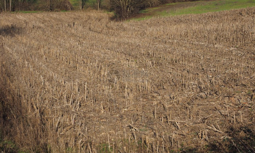 棕色地表玉米作物为背景有用褐色地表背景图片