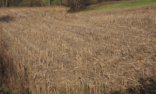 棕色地表玉米作物为背景有用褐色地表背景图片