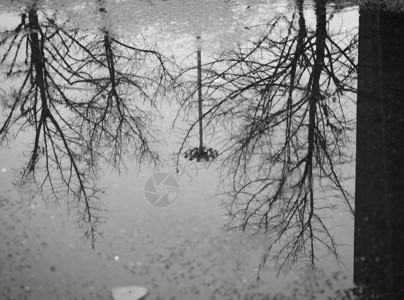 树在雨中水图片