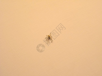 蜘蛛蛛形纲动物蜕皮门节肢动物节肢动物在墙上节肢动物门蜘蛛动物节肢动物图片