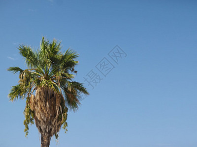 棕榈树阿勒卡塞亚树有蓝色天空复制间蓝天上有棕榈树图片
