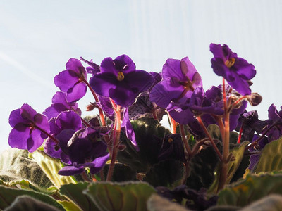非洲紫色花朵圣图片