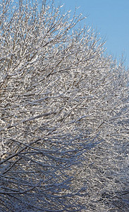 寒冷的冬季场景有树木和雪冬季的场景有雪图片