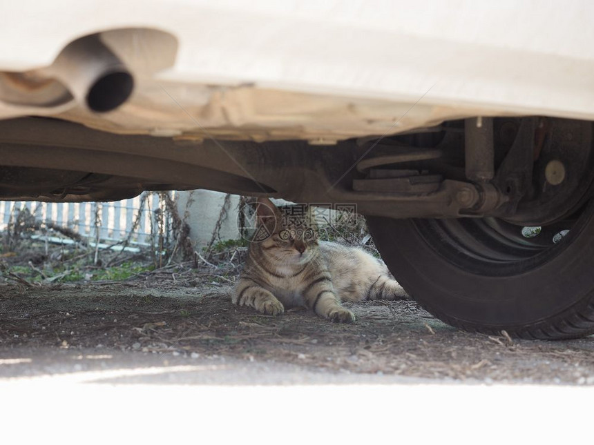隐藏在一辆汽车下面的灰色小猫咪动物图片