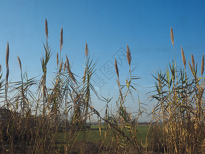 锥虫自然的芦苇高清图片