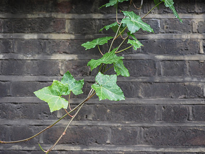 黑红砖墙上的长春藤Hedera植物可作为背景高清图片
