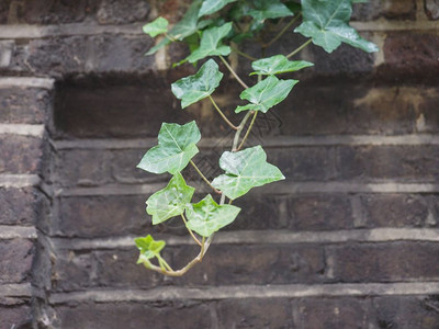 黑红砖墙上的长春藤Hedera植物可作为背景图片