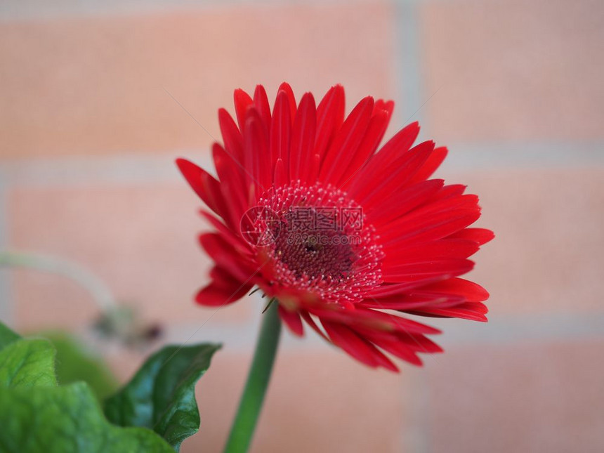 菊科植物非洲菊的红花红非洲菊图片