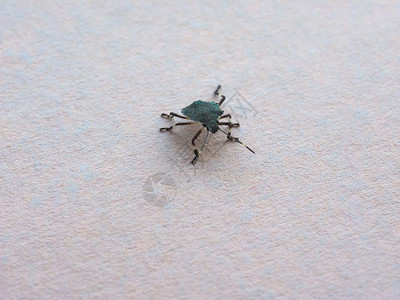 绿盾虫又名NezaraViridula是真节肢动物门的动物六足纲甲壳纲昆虫纲昆虫昆虫纲绿盾虫动物昆虫图片