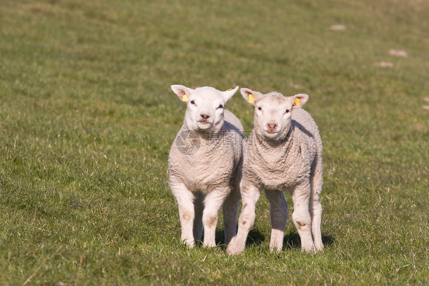 荷兰有两只可爱的年轻羊羔图片