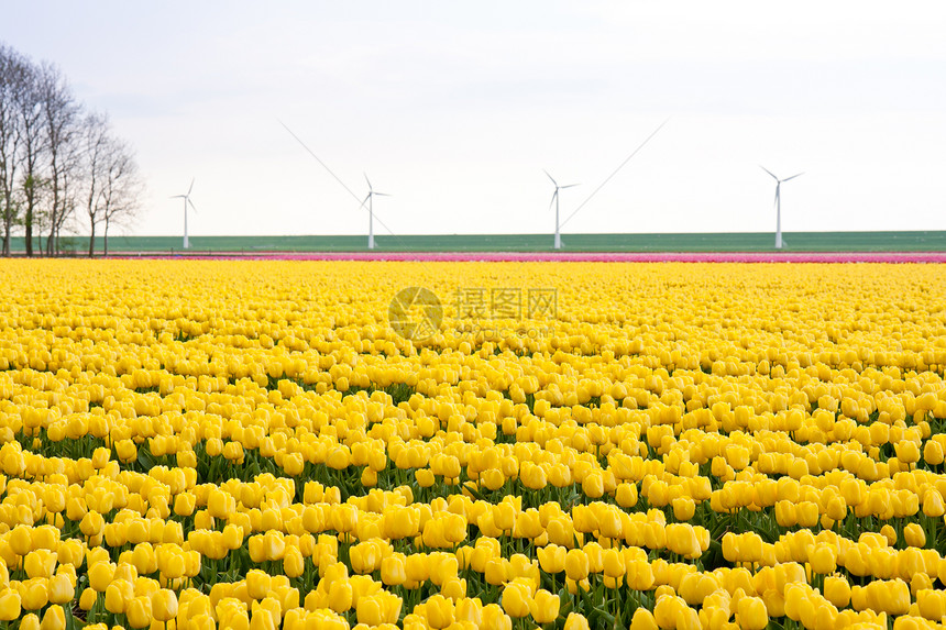 来自荷兰的黄色郁金香图片
