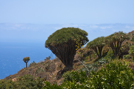 加那利群岛拉帕尔马海岸的龙树图片