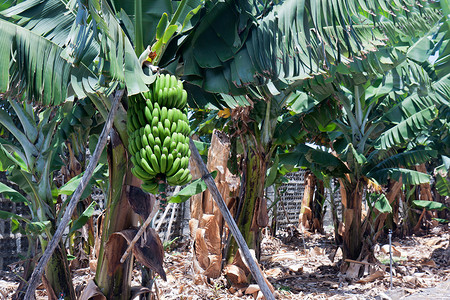 西班牙加那利群岛拉帕尔马的香蕉种植园图片