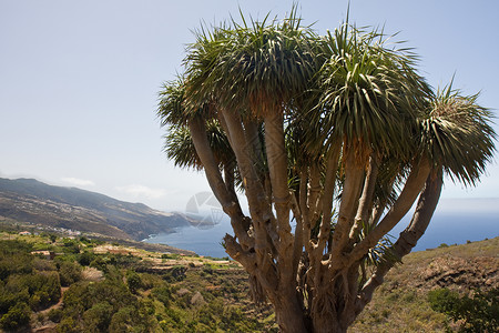 拉帕尔马海岸加那利群岛有典型的龙树高清图片