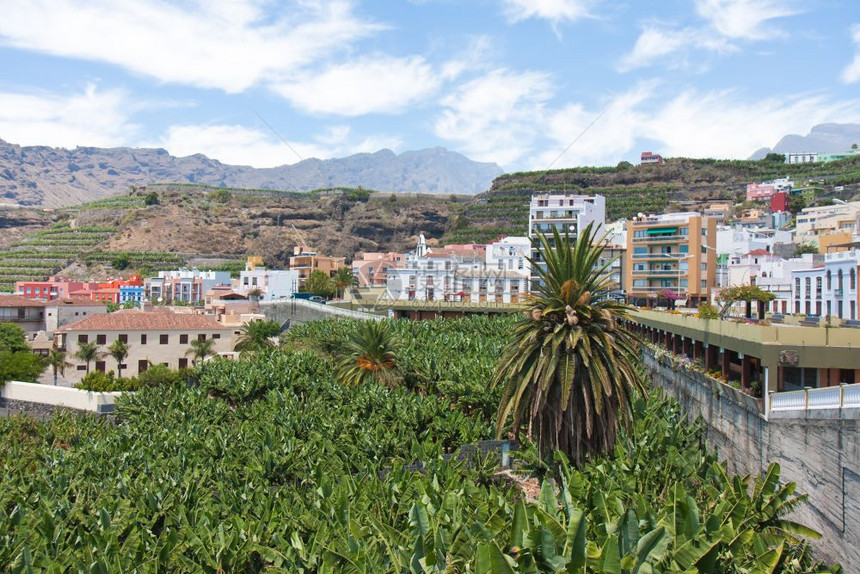 西班牙加那利群岛拉帕尔马州塔扎科特附近的香蕉种植园图片