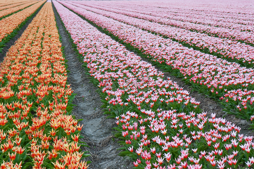 荷兰一排的美丽郁金香图片