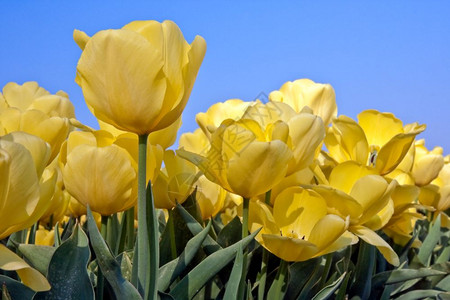 来自荷兰的美丽黄色郁金香图片