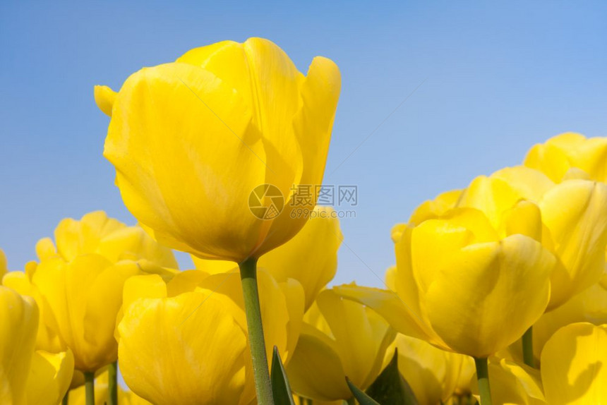 看着蓝天空的荷兰美丽黄色郁金香图片