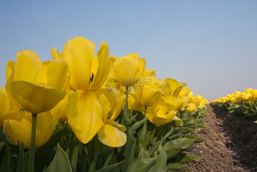 来自荷兰的美丽黄色郁金香图片