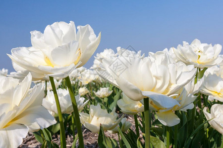 来自荷兰的美丽白色郁金香图片