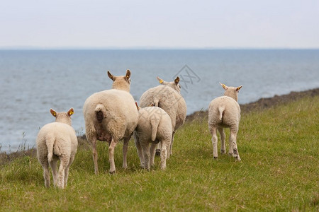 专项春天牧羊与羔同在泉水中背景