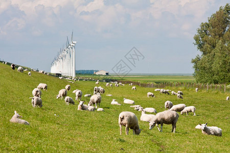 荷兰的绵羊和风车与并驾图片