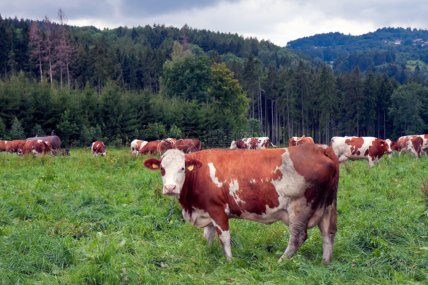在捷克农村绿草牧场上的牛群图片