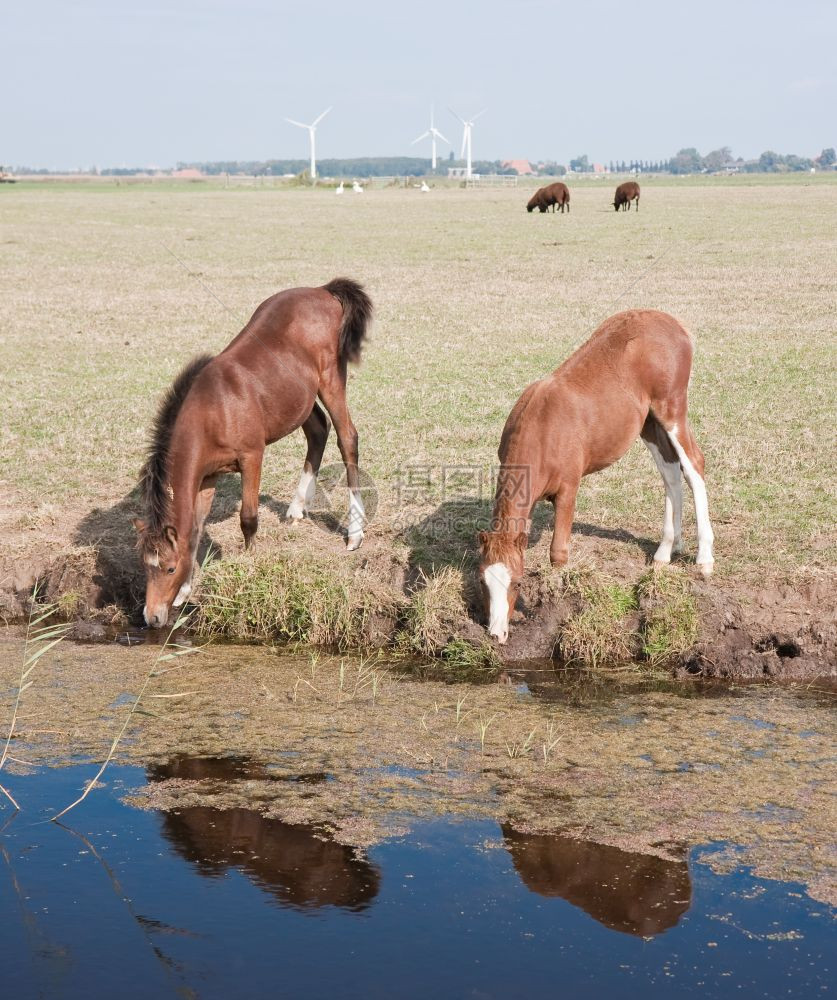 在荷兰宽阔的草地上与她鹅毛一起饮马图片
