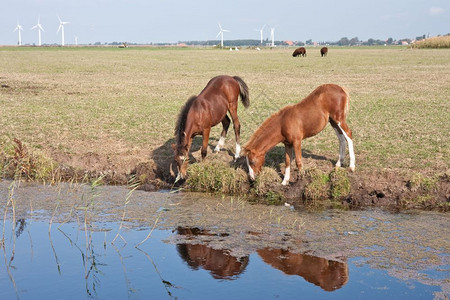 在荷兰草地里喝几匹马图片