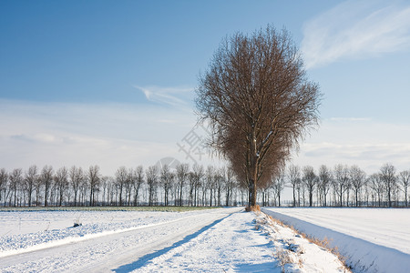 荷兰农田的冬季图片