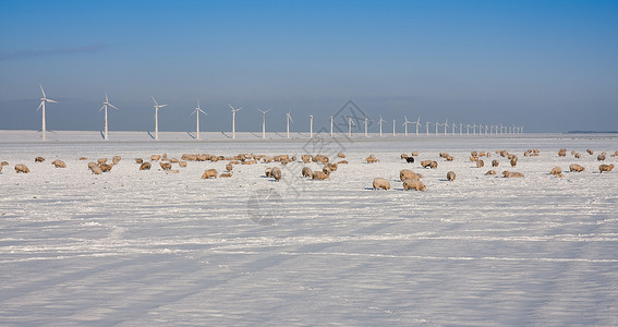 荷兰冬季大片田地的羊群图片