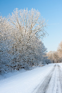 道路树上布满了冰霜图片
