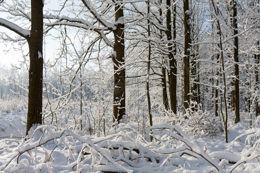 冬天的森林被雪覆盖着明亮的阳光照耀着树木图片