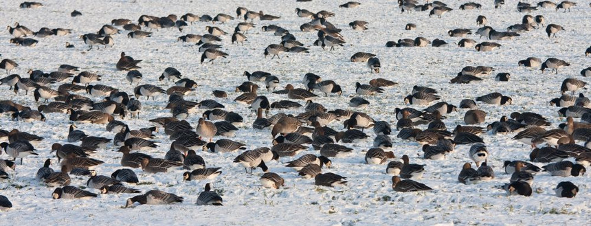 荷兰冬季部队野生鹅放牧图片