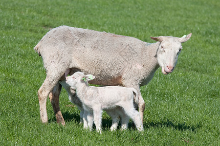 堤羊羔口渴的年轻羊羔由母亲喂养背景