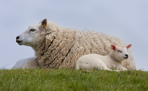 两只小羊在草地上躺着背景图片