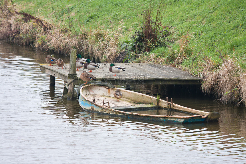 在运河岸边的鸭子和半沉划艇图片