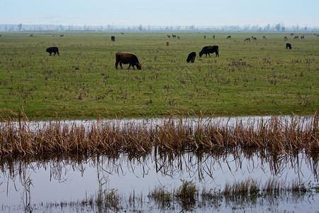 荷兰湿地有牧牛图片