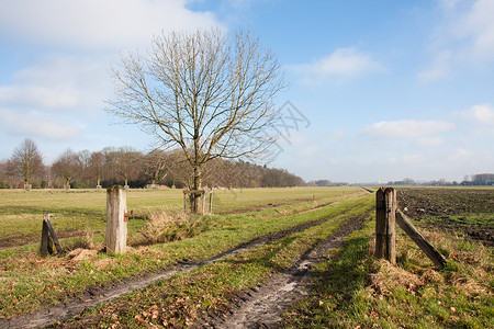 春季荷兰和平农村景观图片