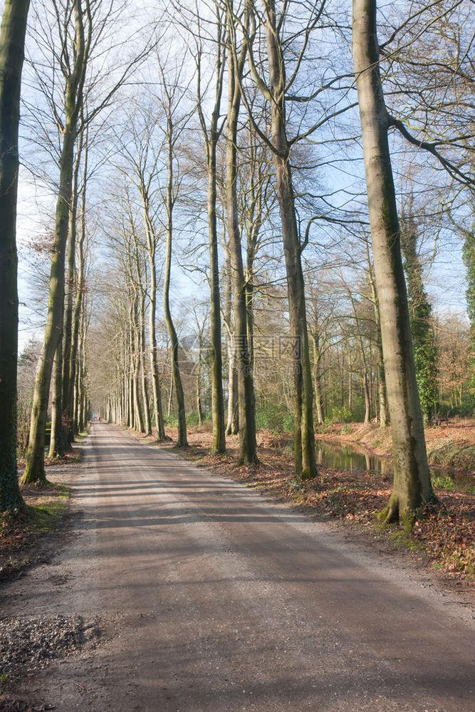 春季荷兰公路图片