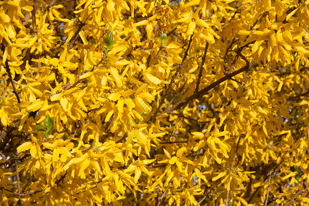 美丽的黄春连翘装饰灌木高清图片