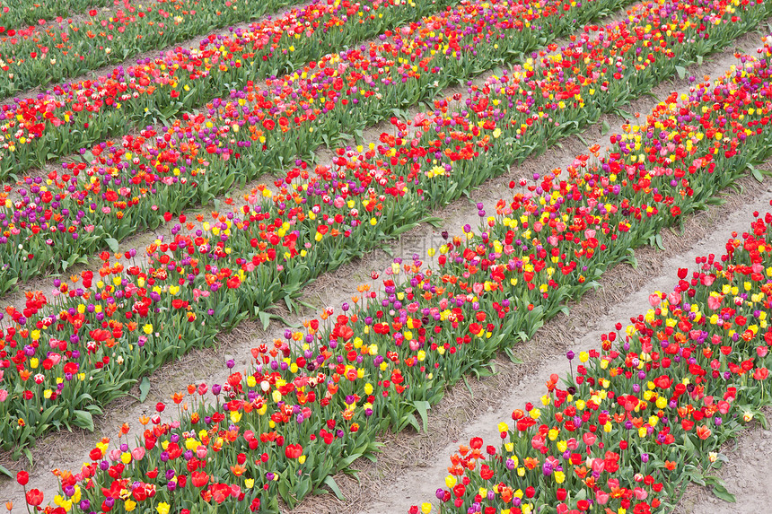 荷兰许多彩色美丽的郁金香图片