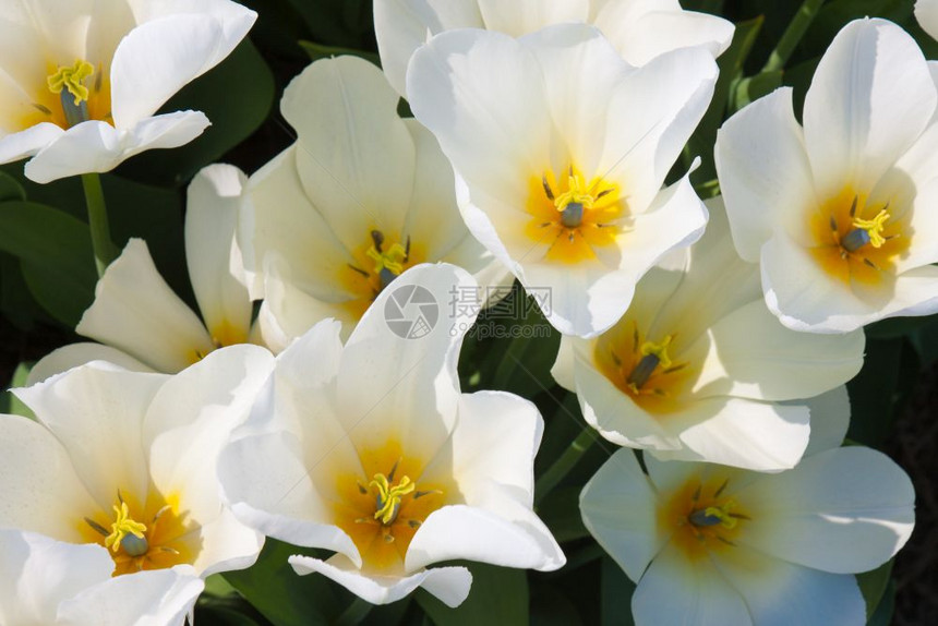 美丽的白色郁金香上面有黄色的心图片